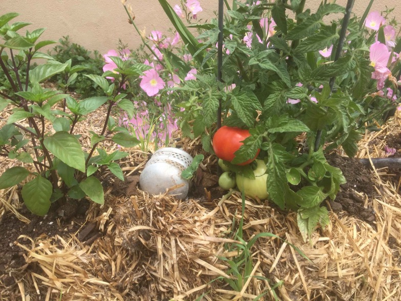 Tomato-2017-squashed